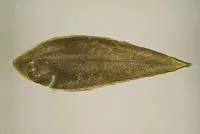 Bloch's tonguesole (Paraplagusia blochii)