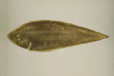 Bloch's tonguesole (Paraplagusia blochii)