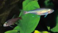 Bloodfin tetra (Aphyocharax anisitsi)