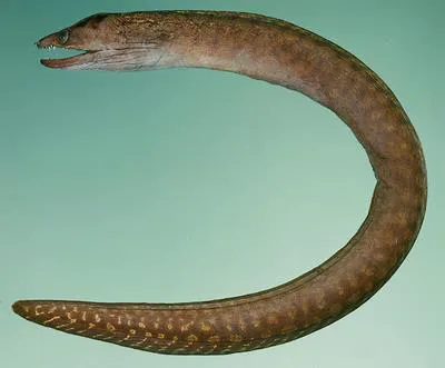 Blotch-necked moray (Gymnothorax margaritophorus)