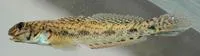 Blotchcheek goby (Ctenogobius fasciatus)