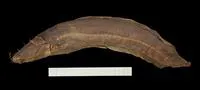 Blotched catfish (Clarias stappersii)