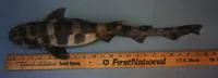 Blotched catshark (Scyliorhinus meadi)
