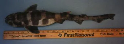 Blotched catshark (Scyliorhinus meadi)