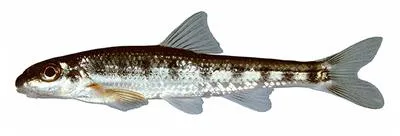 Blotched chub (Erimystax insignis)