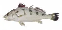 Blotched croaker (Nibea maculata)