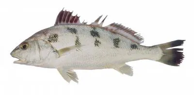 Blotched croaker (Nibea maculata)