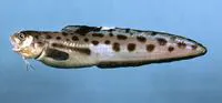 Blotched cusk-eel (Ophidion grayi)