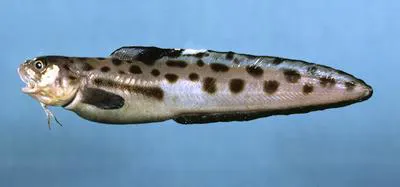 Blotched cusk-eel (Ophidion grayi)