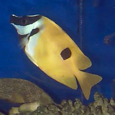 Blotched foxface (Siganus unimaculatus)