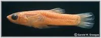 Blotched gambusia (Gambusia senilis)