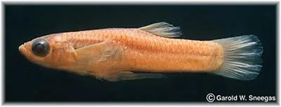 Blotched gambusia (Gambusia senilis)