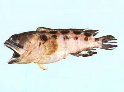 Blotched jawfish (Opistognathus latitabundus)