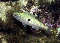 Blotched picarel (Spicara maena)