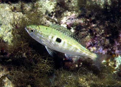 Blotched picarel (Spicara maena)