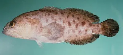Blotched podge (Aporops bilinearis)