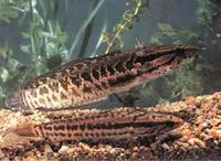 Blotched snakehead (Channa maculata)