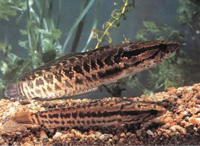Blotched snakehead (Channa maculata)