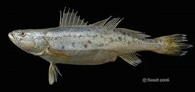 Blotched tiger-toothed croaker (Pterotolithus maculatus)