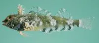 Blotched triplefin (Enneapterygius ventermaculus)