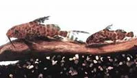 Blotched upsidedown catfish (Synodontis nigriventris)