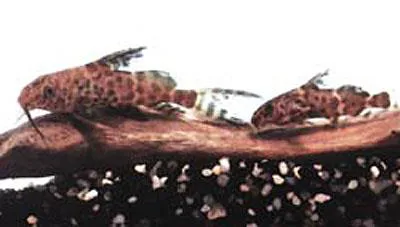 Blotched upsidedown catfish (Synodontis nigriventris)