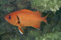 Blotcheye soldierfish (Myripristis berndti)