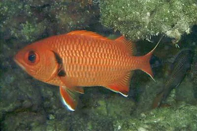 Blotcheye soldierfish (Myripristis berndti)