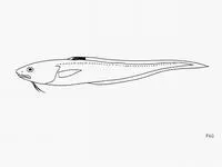 Blotchfin cusk eel (Lepophidium stigmatistium)