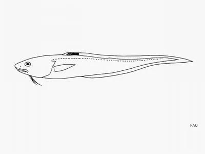Blotchfin cusk eel (Lepophidium stigmatistium)
