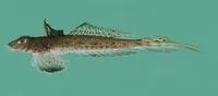 Blotchfin dragonet (Callionymus filamentosus)