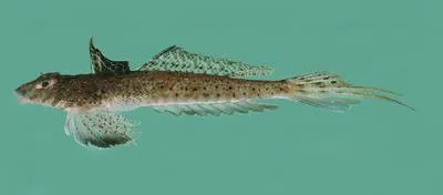 Blotchfin dragonet (Callionymus filamentosus)