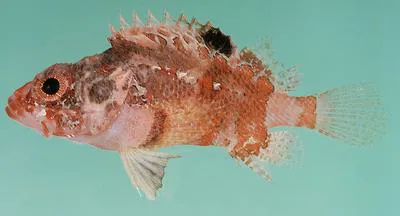 Blotchfin scorpionfish (Scorpaenodes varipinnis)