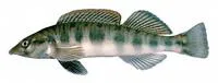 Blotchside darter (Percina burtoni)