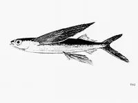 Blotchwing flyingfish (Cheilopogon hubbsi)