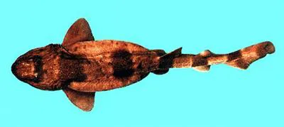 Blotchy swell shark (Cephaloscyllium umbratile)