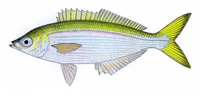 Blowhole perch (Caesioscorpis theagenes)