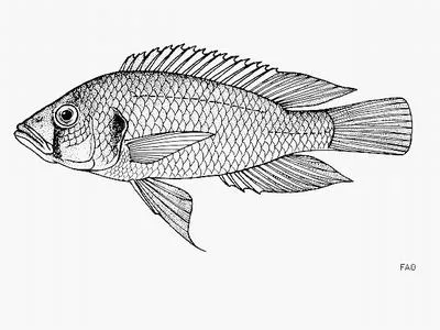 Bloyet's haplo (Astatotilapia bloyeti)