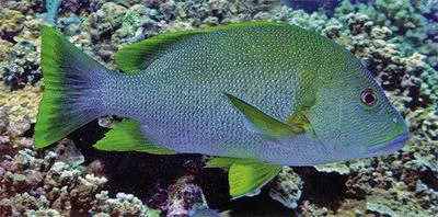 Blubberlip snapper (Lutjanus rivulatus)