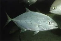 Bludger (Carangoides gymnostethus)