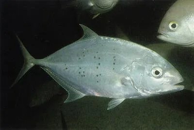 Bludger (Carangoides gymnostethus)