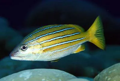 Blue and gold snapper (Lutjanus viridis)