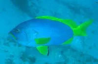 Blue-and-yellow grouper (Epinephelus flavocaeruleus)