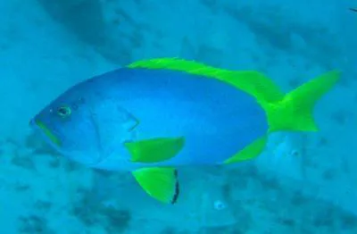 Blue-and-yellow grouper (Epinephelus flavocaeruleus)