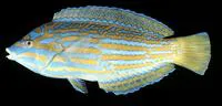 Blue and yellow wrasse (Anampses lennardi)