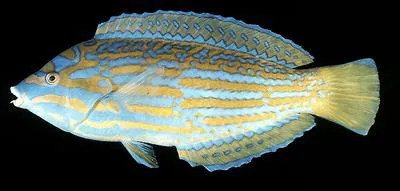 Blue and yellow wrasse (Anampses lennardi)
