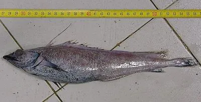 Blue antimora (Antimora rostrata)