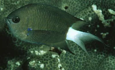 Blue-axil chromis (Chromis caudalis)