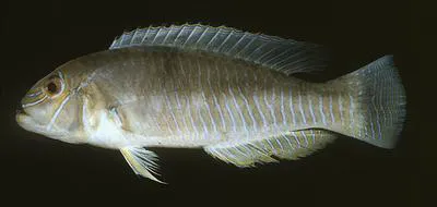 Blue-banded wrasse (Xiphocheilus typus)