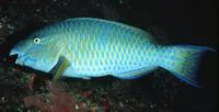 Blue-barred parrotfish (Scarus ghobban)
